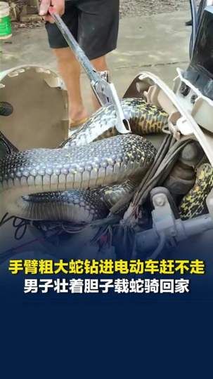 大蛇骑遇惊魂夜，绿茵场暗战一触即发